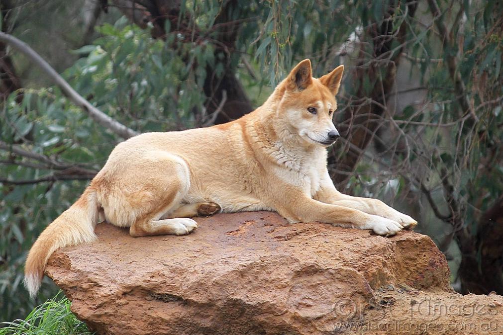 Click image for larger version

Name:	Bogong_Dingo.jpg
Views:	173
Size:	129.8 KB
ID:	469954