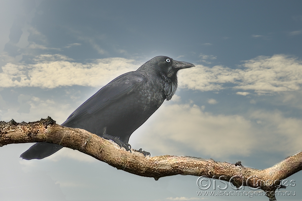 Click image for larger version  Name:	6841-Crow.jpg Views:	3 Size:	333.0 KB ID:	471631