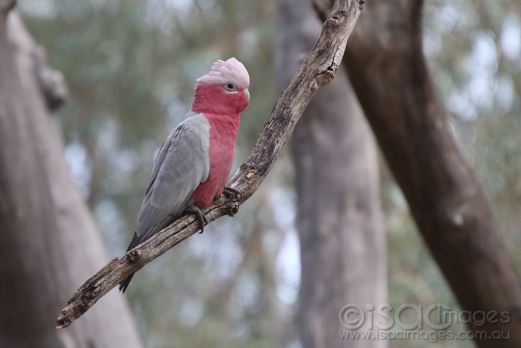 Click image for larger version

Name:	456-Pink_and_Grey_Cockatoo.jpg
Views:	56
Size:	272.4 KB
ID:	472275