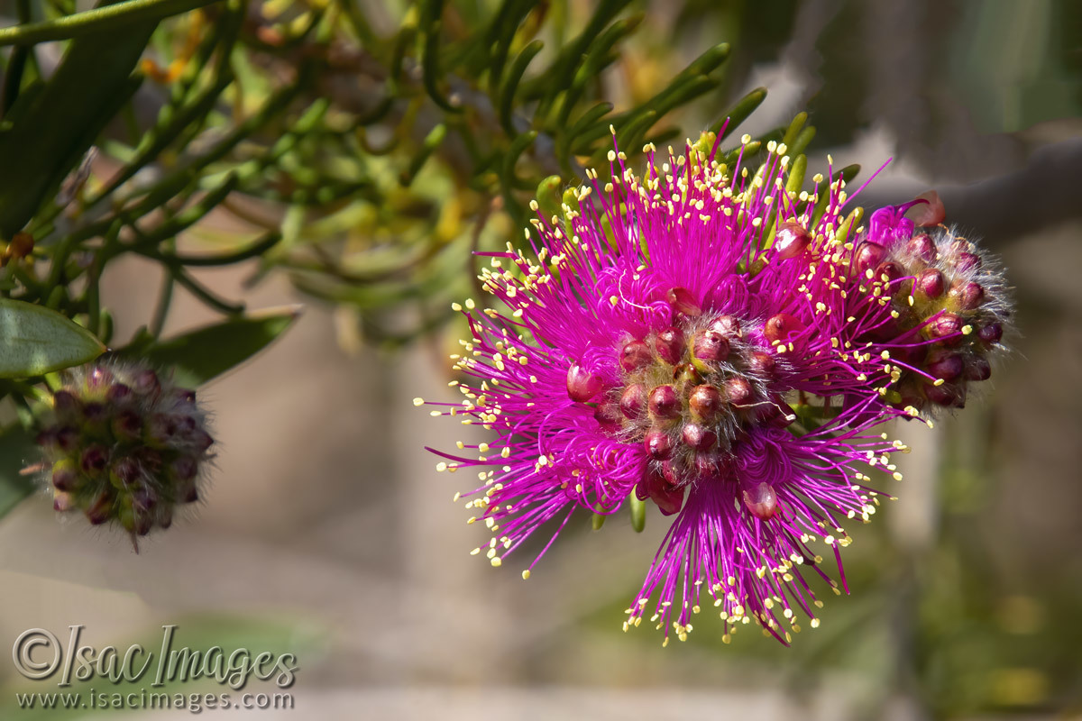 Click image for larger version  Name:	2958-Hot_Pink_Callistemon.jpg Views:	15 Size:	280.9 KB ID:	504740