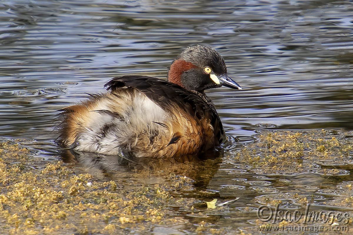 Click image for larger version

Name:	2906-Australasian_Grebe.jpg
Views:	49
Size:	266.2 KB
ID:	504745