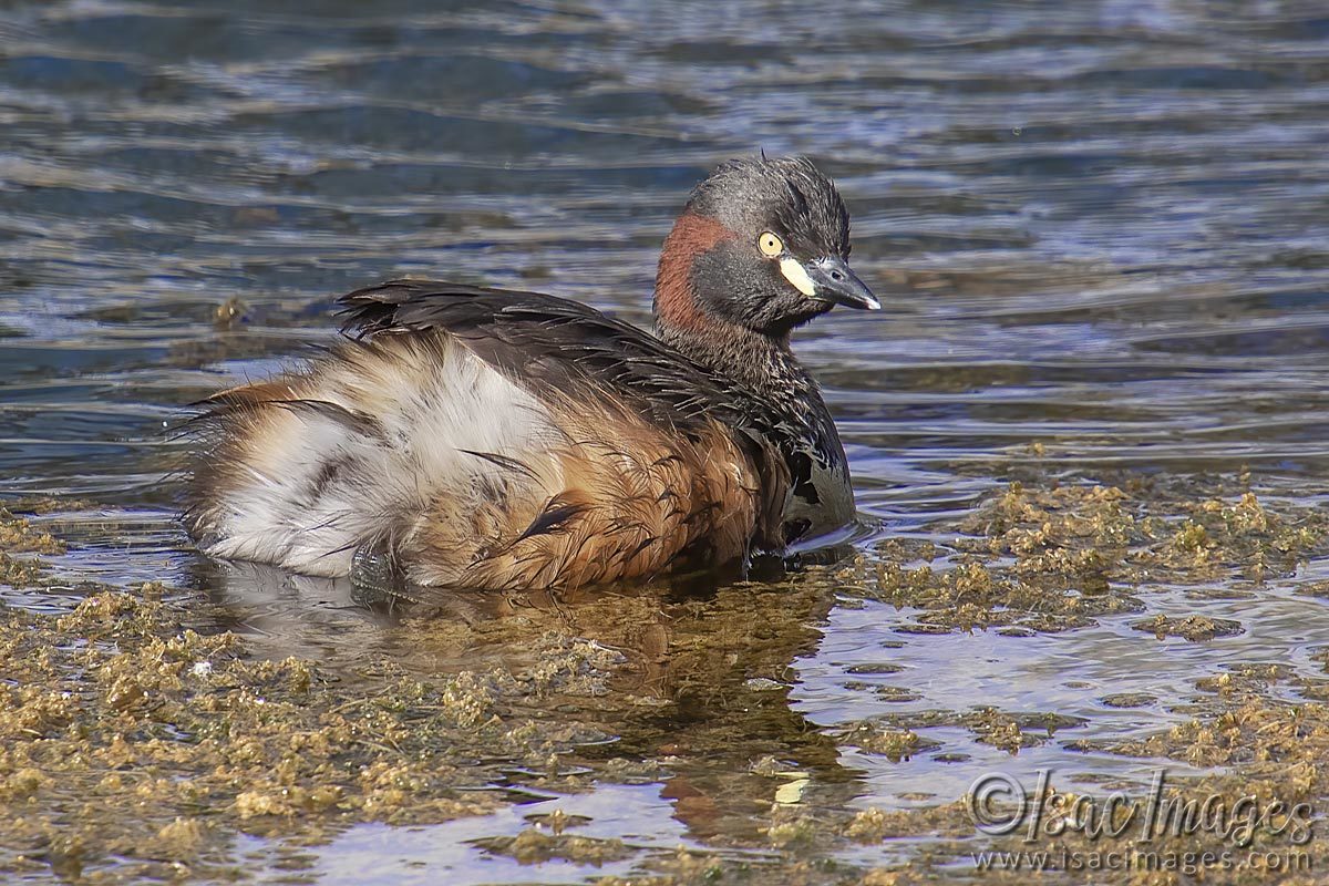 Click image for larger version

Name:	2914-Australasian_Grebe.jpg
Views:	34
Size:	245.6 KB
ID:	504746