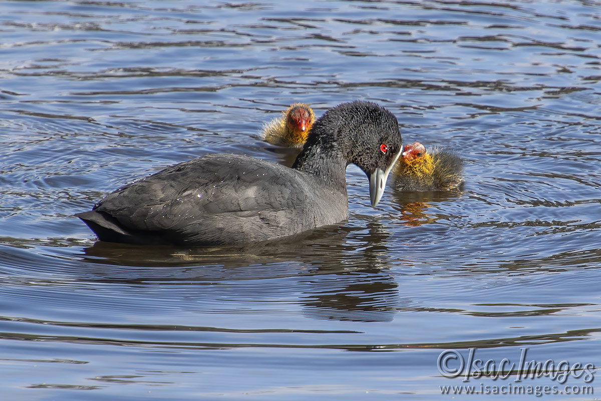 Click image for larger version

Name:	2974-Coots_Feeding.jpg
Views:	34
Size:	283.8 KB
ID:	504747