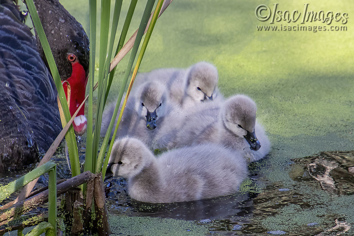 Click image for larger version

Name:	3050-Cygnets.jpg
Views:	27
Size:	281.7 KB
ID:	504755