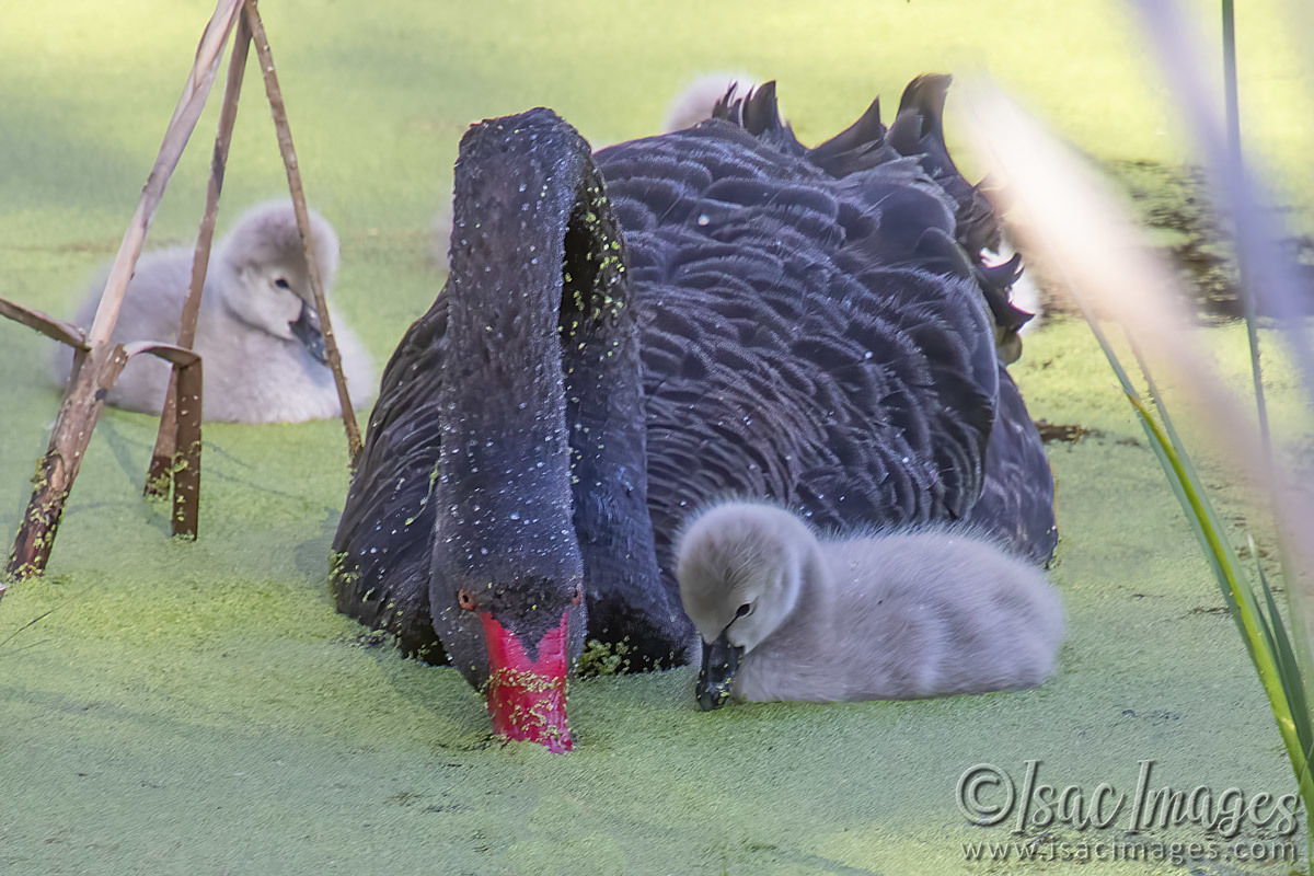 Click image for larger version

Name:	3030-Cygnets.jpg
Views:	29
Size:	288.0 KB
ID:	504753