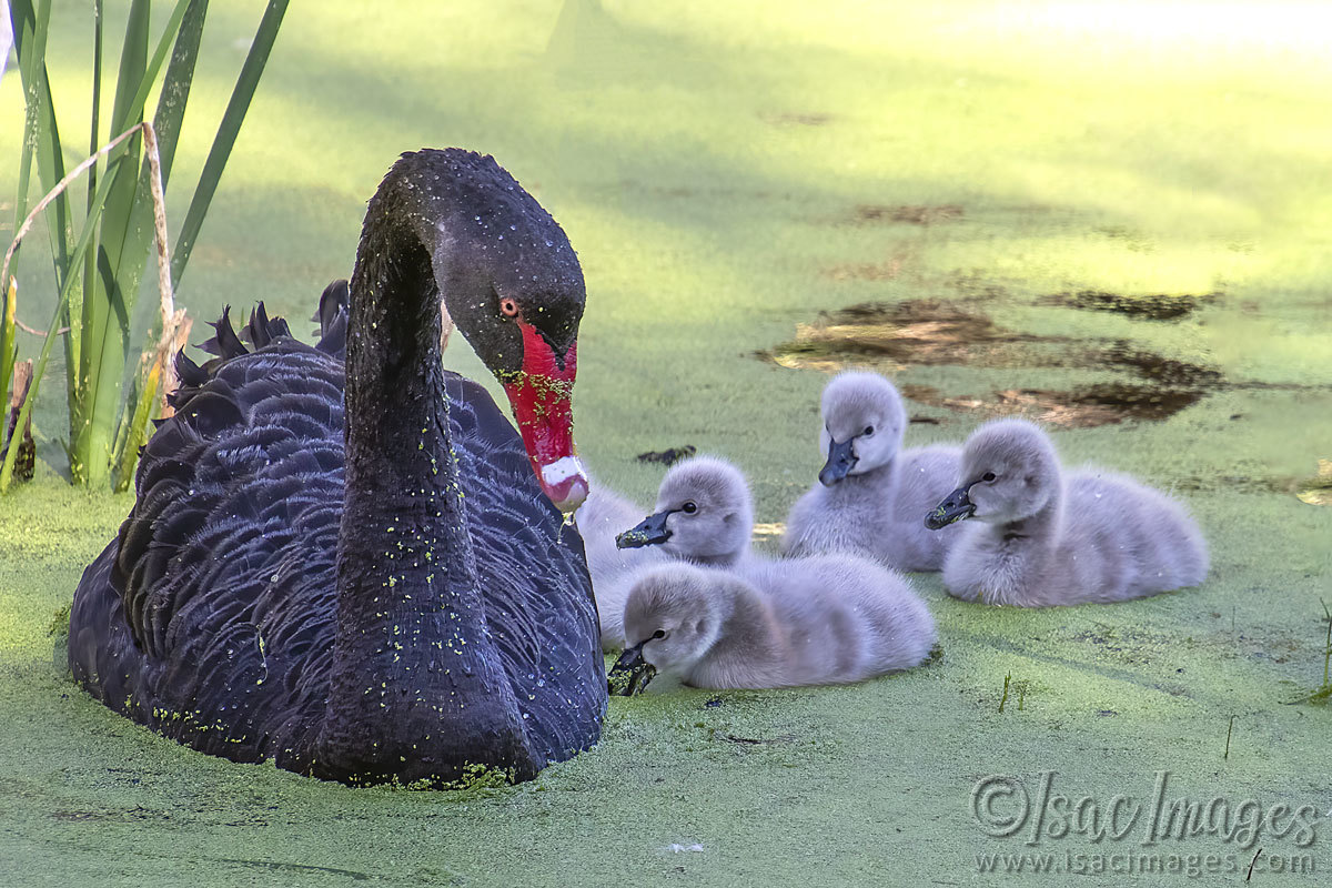 Click image for larger version

Name:	3035-Cygnets.jpg
Views:	27
Size:	276.9 KB
ID:	504754