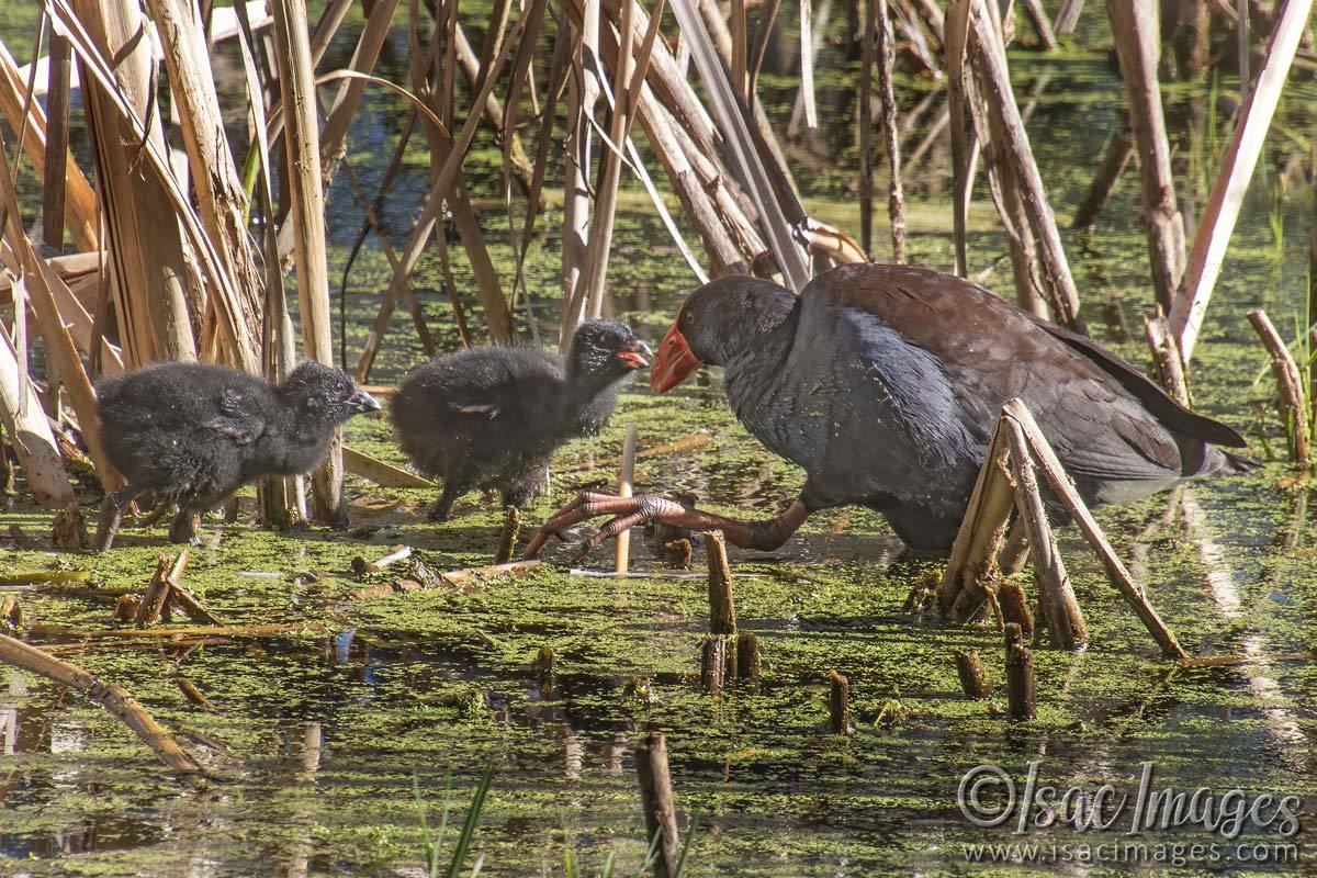 Click image for larger version

Name:	3020-Swamphens.jpg
Views:	49
Size:	247.3 KB
ID:	504759