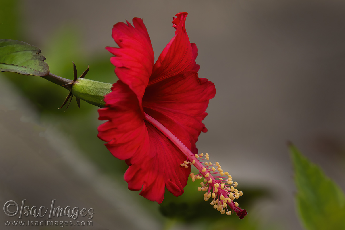 Click image for larger version

Name:	2902-Red_Hibiscus.jpg
Views:	46
Size:	293.4 KB
ID:	504778