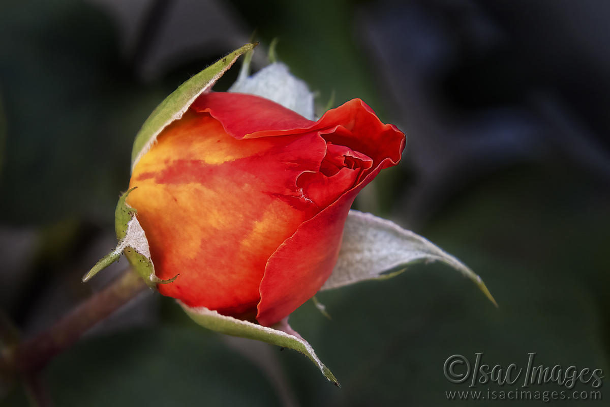 Click image for larger version

Name:	2955-Red_Rose_Bud.jpg
Views:	52
Size:	293.2 KB
ID:	504779