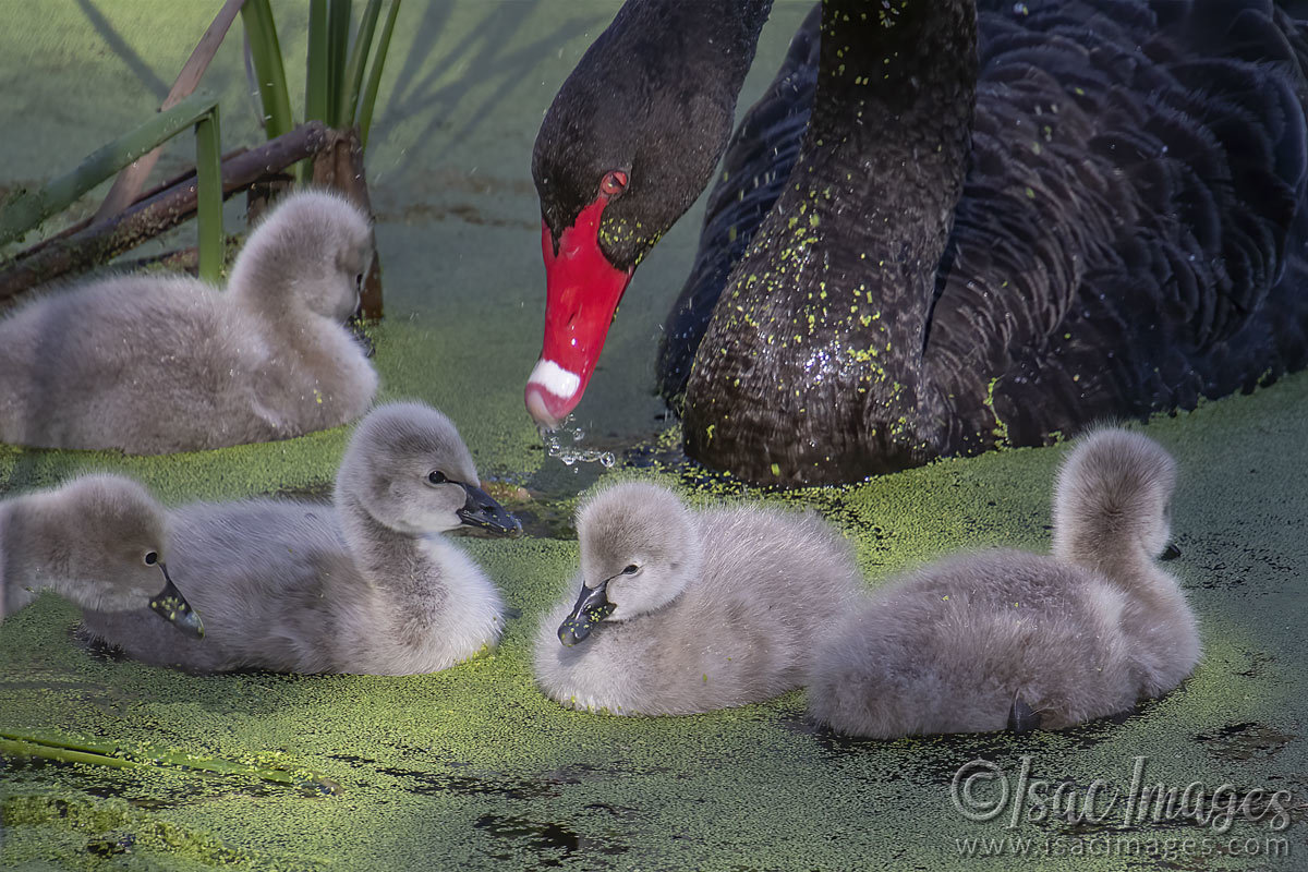 Click image for larger version

Name:	3090-Cygnets.jpg
Views:	65
Size:	271.7 KB
ID:	504792