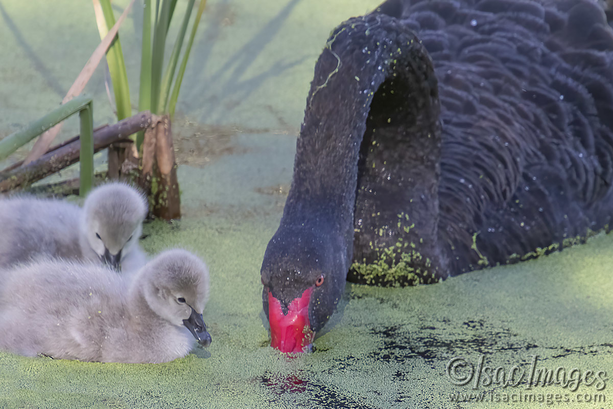 Click image for larger version

Name:	3082-Cygnets.jpg
Views:	57
Size:	258.8 KB
ID:	504793