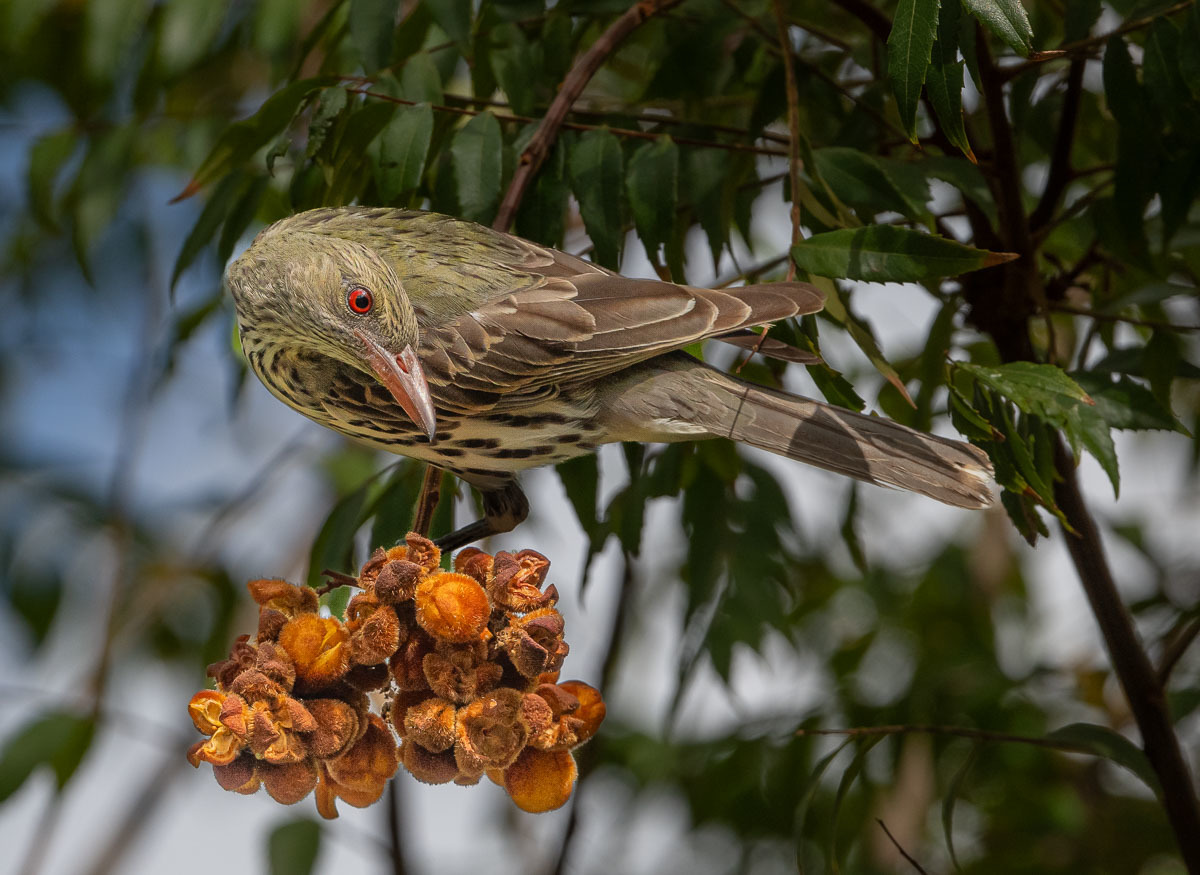 Click image for larger version

Name:	20231009_Eagleby_Wetlands_0069.jpg
Views:	64
Size:	273.4 KB
ID:	504851