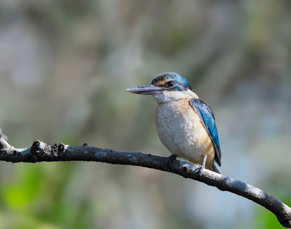 Click image for larger version

Name:	20231014_Kingfisher_0006-Edit.jpg
Views:	62
Size:	239.2 KB
ID:	504997