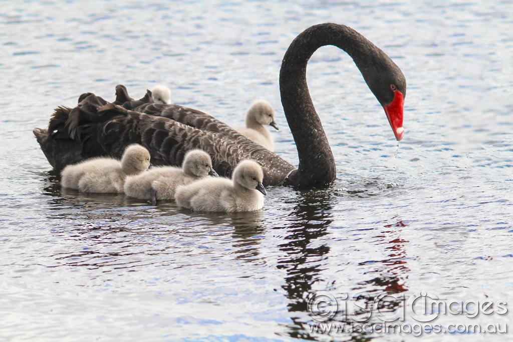 Click image for larger version

Name:	9994-Swans-Cygnets.jpg
Views:	72
Size:	466.2 KB
ID:	487772