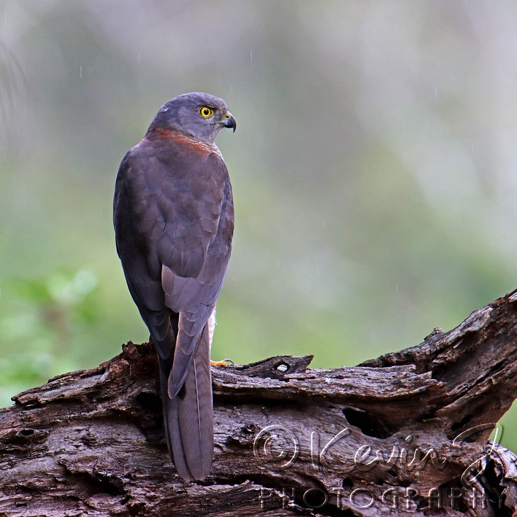 Click image for larger version

Name:	Brown Goshawk.jpg
Views:	48
Size:	490.1 KB
ID:	472686