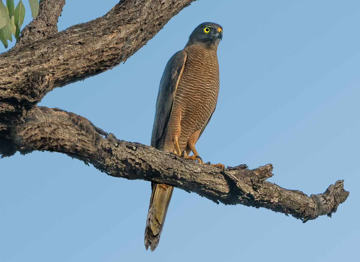 Click image for larger version

Name:	Brown_Goshawk_GBE.jpg
Views:	108
Size:	247.5 KB
ID:	505153