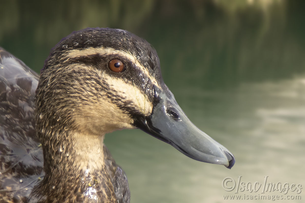 Click image for larger version

Name:	3702-Pacific_Black_Duck_Portrait.jpg
Views:	43
Size:	145.8 KB
ID:	505157