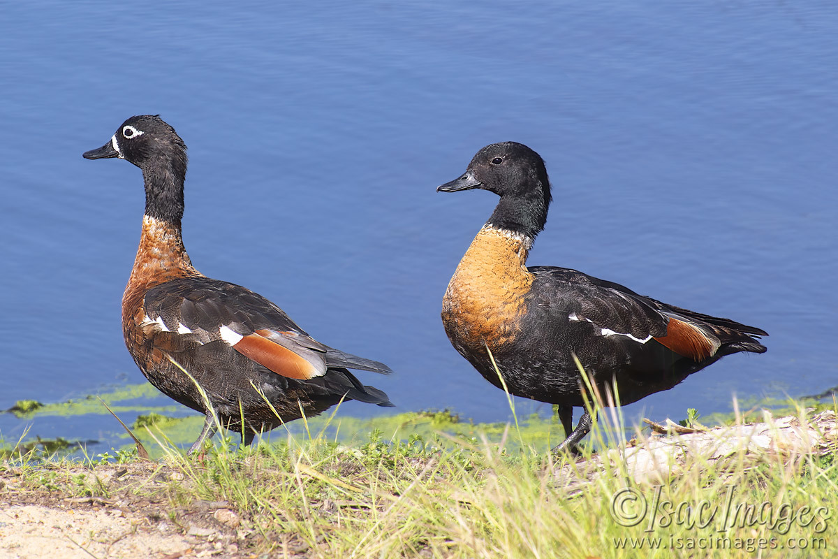 Click image for larger version

Name:	3108-Shelducks.jpg
Views:	31
Size:	287.7 KB
ID:	505158