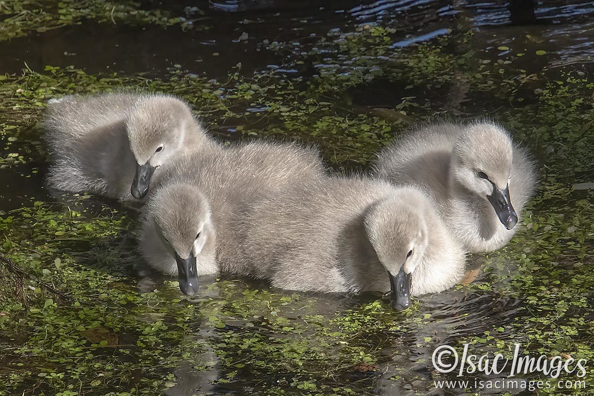 Click image for larger version

Name:	3433-Cygnets.jpg
Views:	33
Size:	264.8 KB
ID:	505160