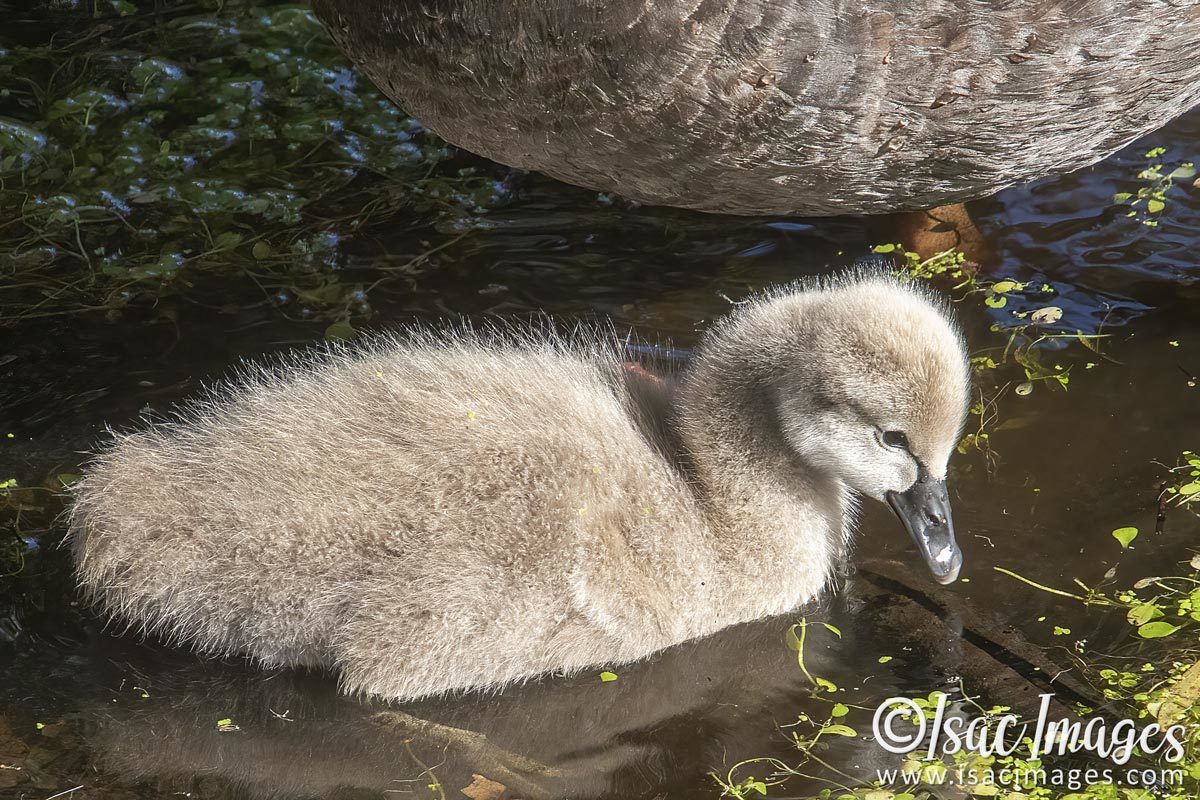 Click image for larger version

Name:	3416-Cygnet.jpg
Views:	32
Size:	262.0 KB
ID:	505162