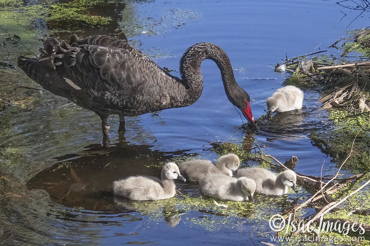 Click image for larger version

Name:	3406-Swan_Cygnets.jpg
Views:	32
Size:	272.3 KB
ID:	505164