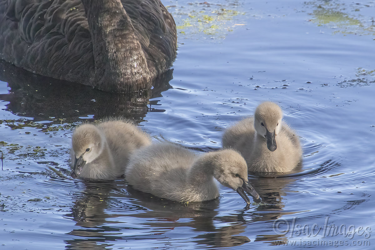 Click image for larger version

Name:	3366-Swans_Cygnets.jpg
Views:	36
Size:	273.8 KB
ID:	505165