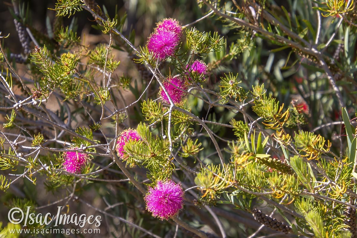 Click image for larger version  Name:	3449-Pink_Melaleuca_Nesophila.jpg Views:	0 Size:	256.2 KB ID:	505167