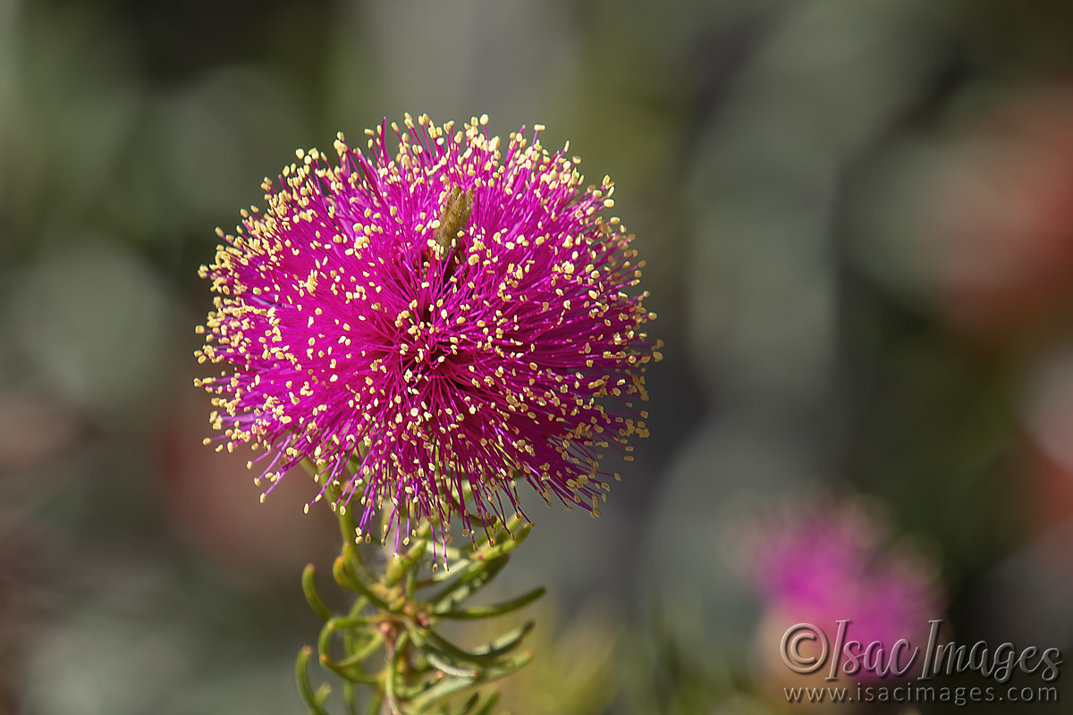 Click image for larger version  Name:	3117-Pink_Melaleuca_Nesophila.jpg Views:	0 Size:	281.0 KB ID:	505168