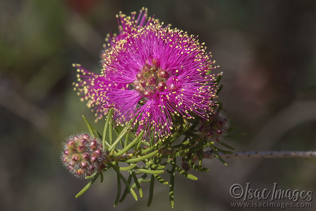 Click image for larger version  Name:	3118-Pink_Melaleuca_Nesophila.jpg Views:	0 Size:	275.9 KB ID:	505169