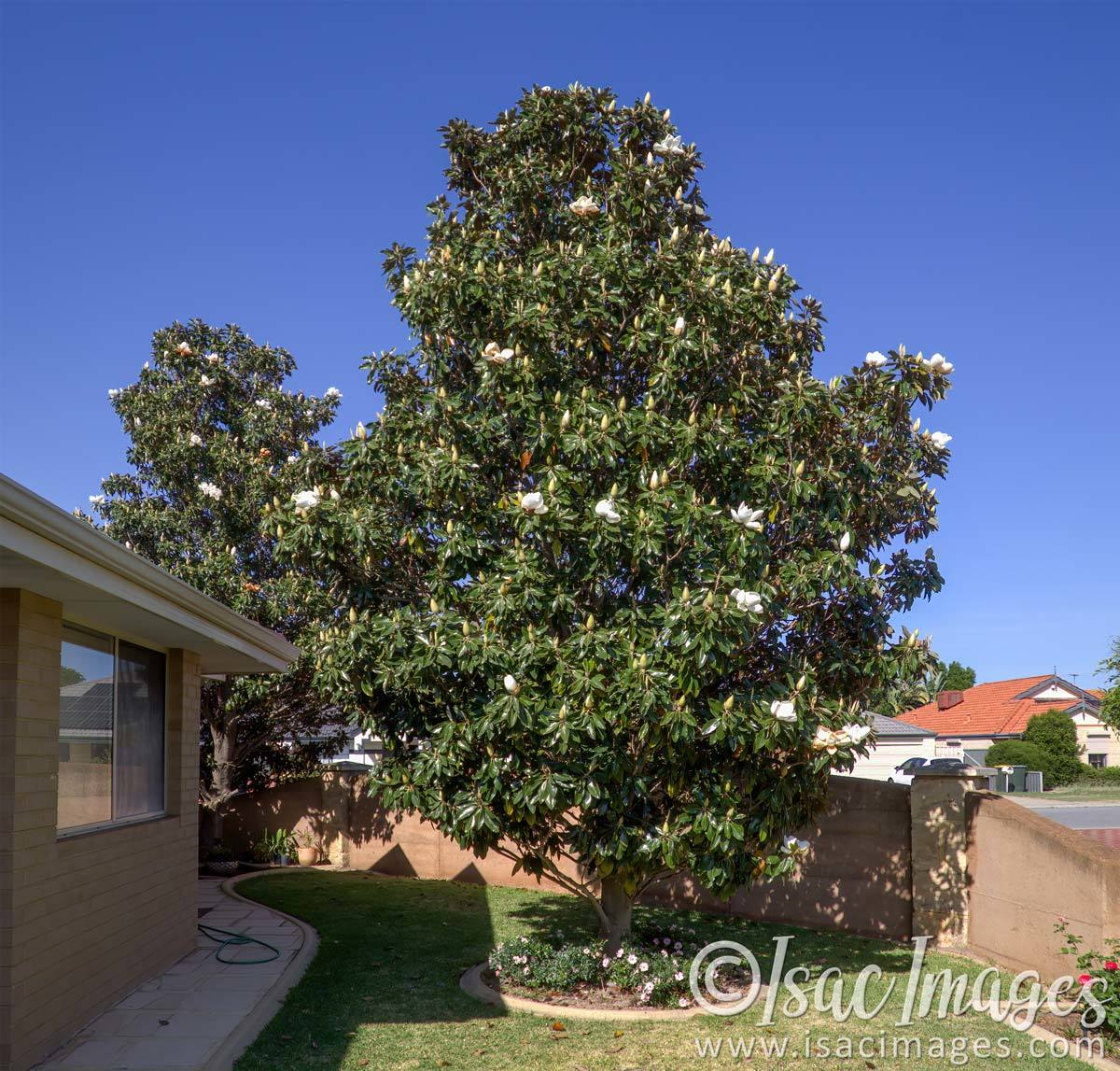 Click image for larger version  Name:	3639-Magnolia_Trees.jpg Views:	3 Size:	257.6 KB ID:	505172