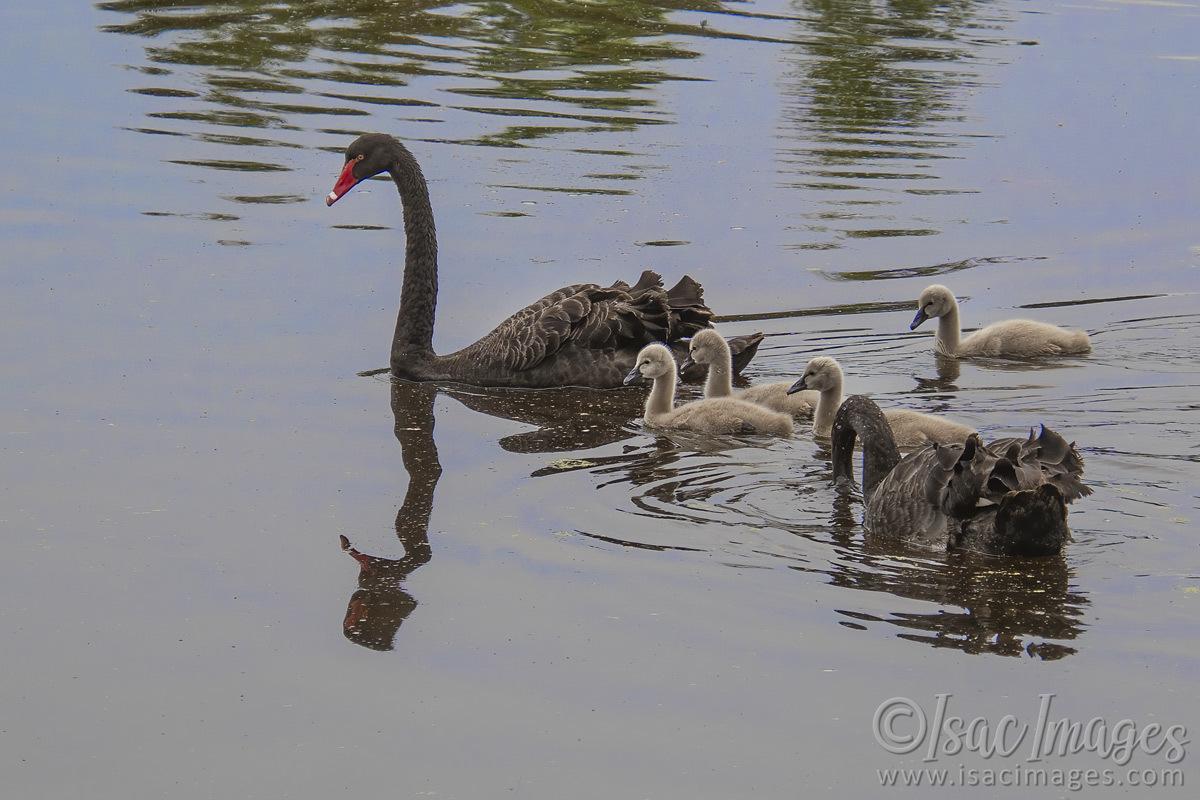 Click image for larger version

Name:	3646-Swans_Cygnets.jpg
Views:	25
Size:	273.9 KB
ID:	505180