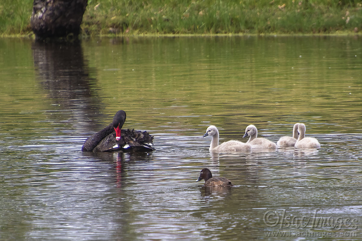 Click image for larger version

Name:	3705-Swan_Family_Hard-Head-Duck.jpg
Views:	25
Size:	287.9 KB
ID:	505181