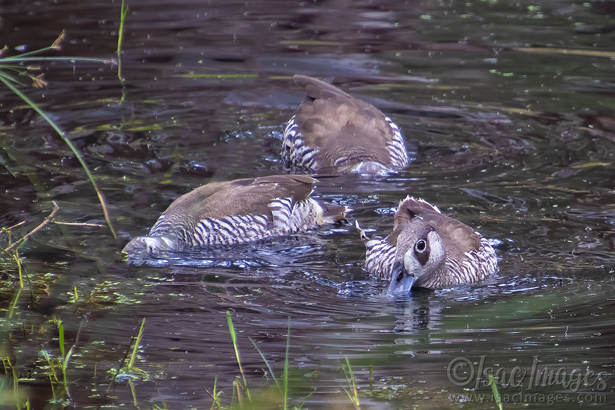 Click image for larger version

Name:	3671-Pink_Eared_Ducks.jpg
Views:	41
Size:	286.1 KB
ID:	505185