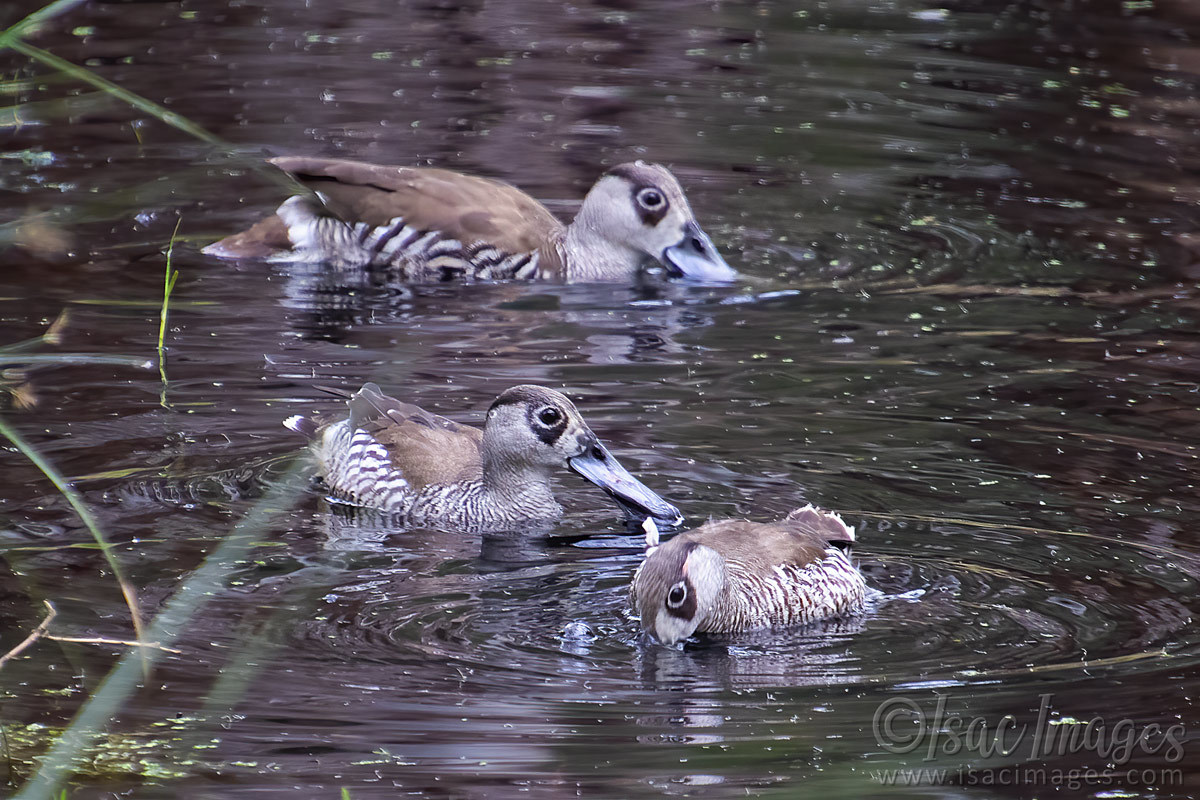 Click image for larger version

Name:	3668-Pink_Eared_Ducks.jpg
Views:	44
Size:	284.4 KB
ID:	505186