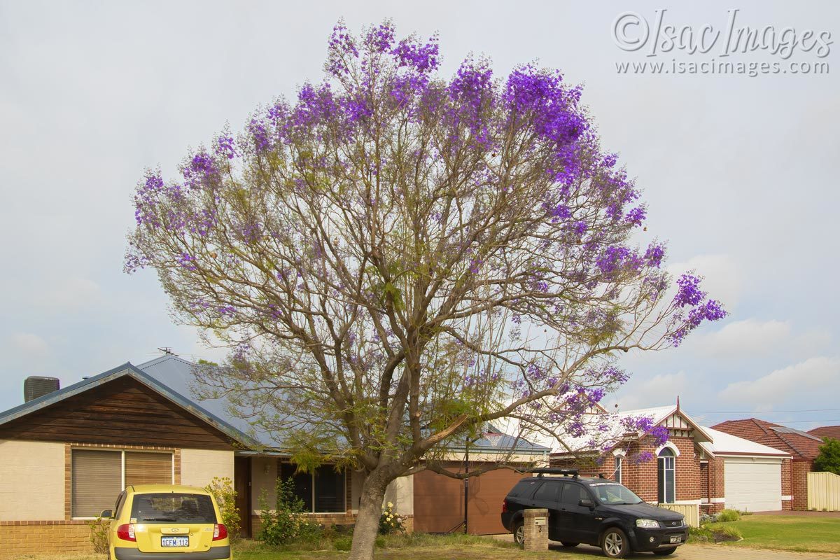 Click image for larger version

Name:	3713-Jacaranda_tree.jpg
Views:	59
Size:	227.2 KB
ID:	505191