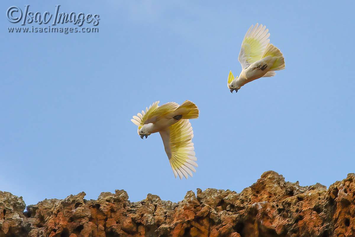 Click image for larger version

Name:	4409-Sulpher_Crested_Cockatoos-A.jpg
Views:	35
Size:	84.4 KB
ID:	505193