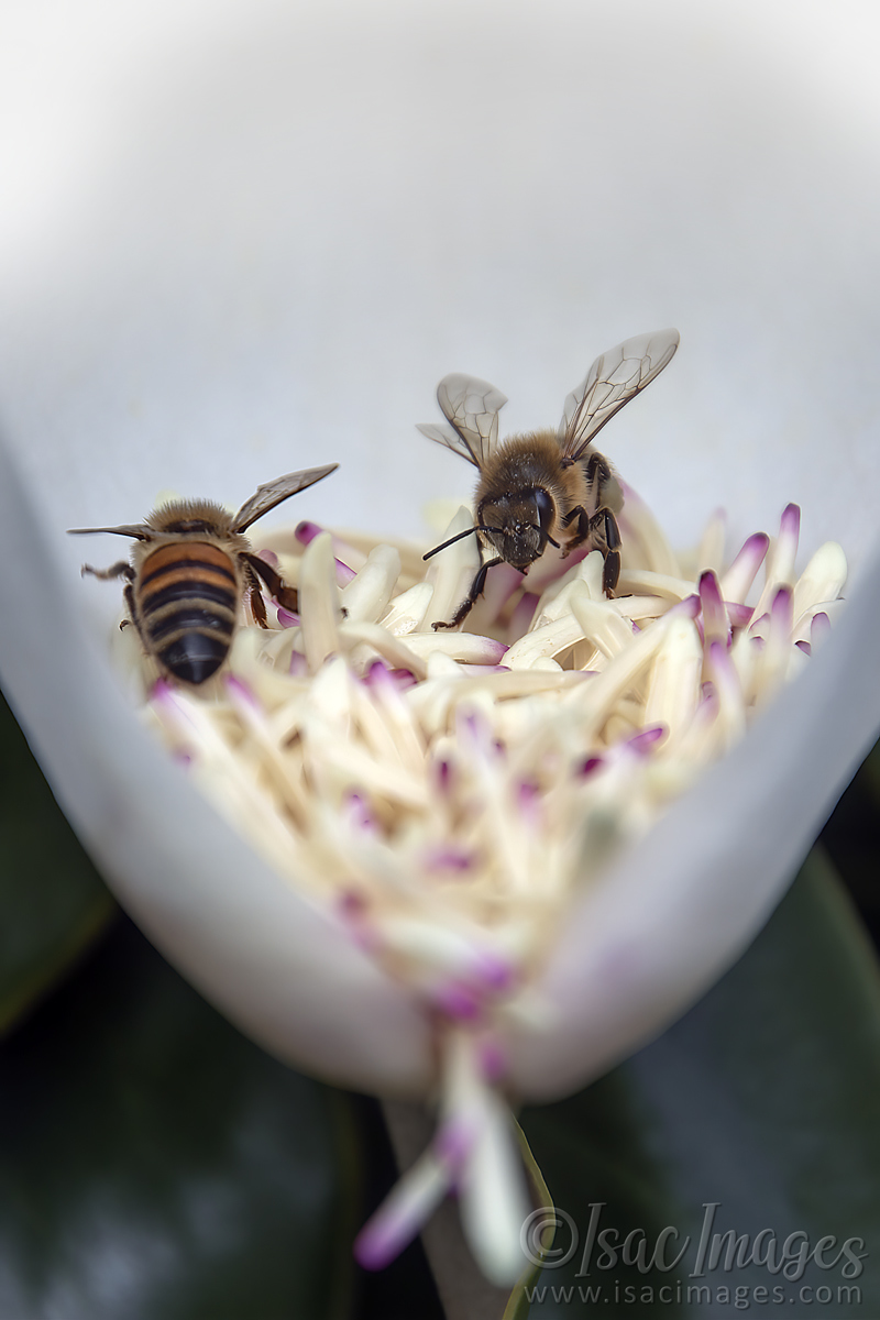 Click image for larger version

Name:	3588-Bees_Magnolia.jpg
Views:	62
Size:	275.6 KB
ID:	505225