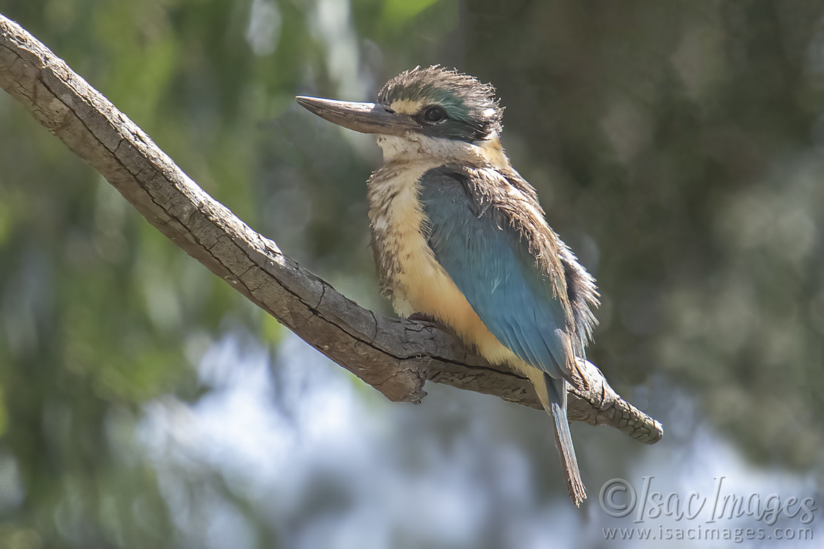 Click image for larger version

Name:	3317-Sacred_Kingfisher.jpg
Views:	39
Size:	259.0 KB
ID:	505326