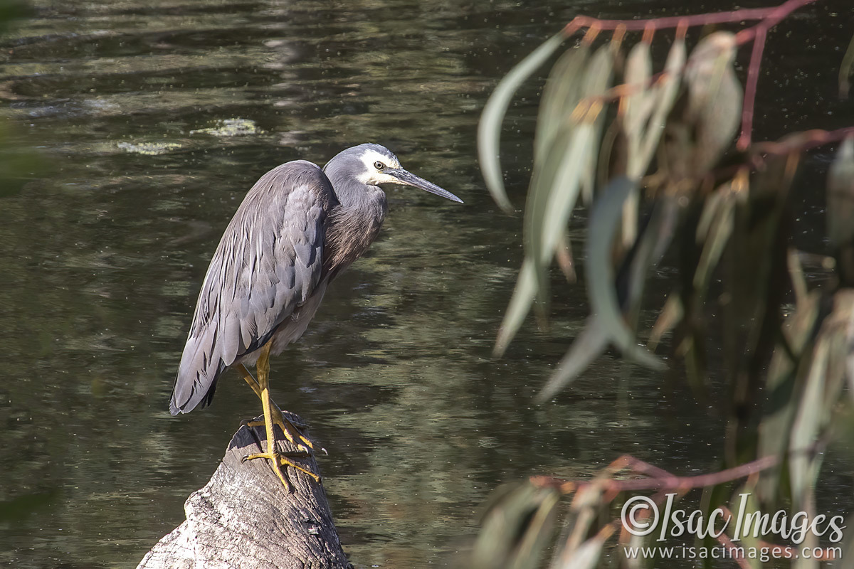Click image for larger version

Name:	3286-White_Faced_Heron.jpg
Views:	34
Size:	276.0 KB
ID:	505330