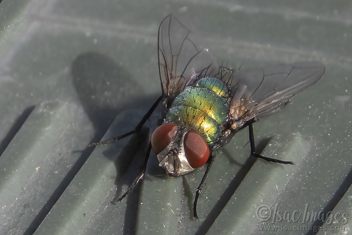 Click image for larger version  Name:	3307-Green_Fly.jpg Views:	0 Size:	280.0 KB ID:	505333