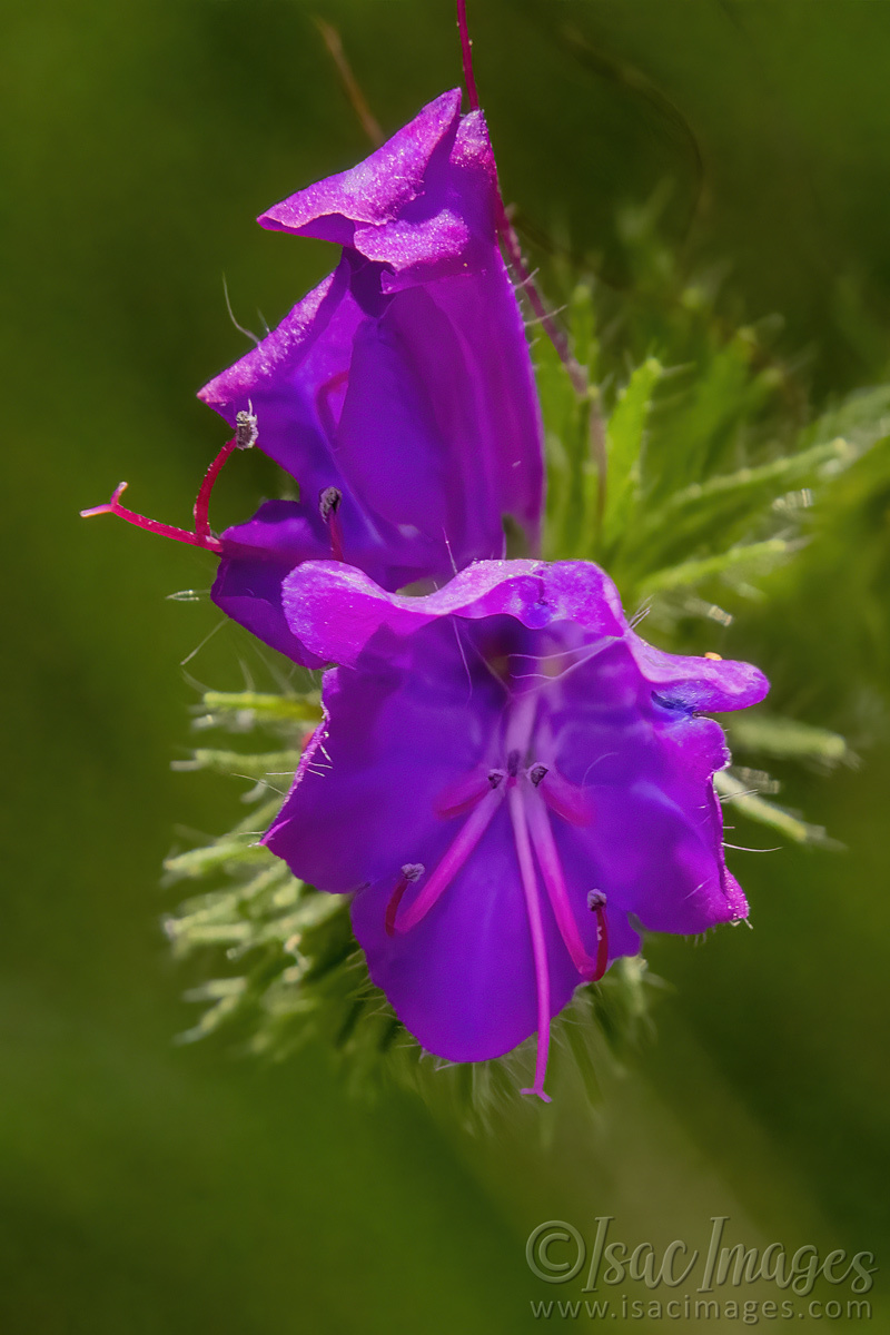 Click image for larger version

Name:	3312-Echium-Plantagineum_Purple_Viper's_Bugloss.jpg
Views:	48
Size:	264.7 KB
ID:	505362