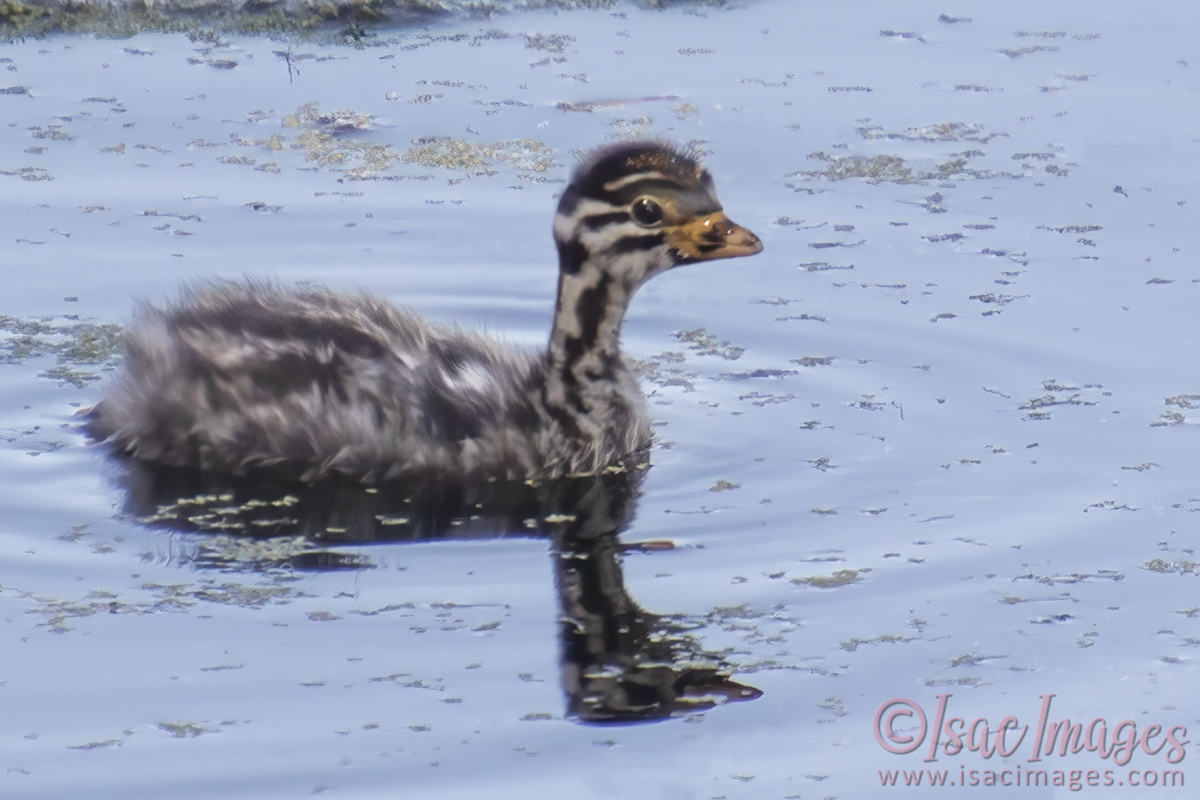 Click image for larger version

Name:	3928-Grebe_Chick.jpg
Views:	49
Size:	270.9 KB
ID:	505367