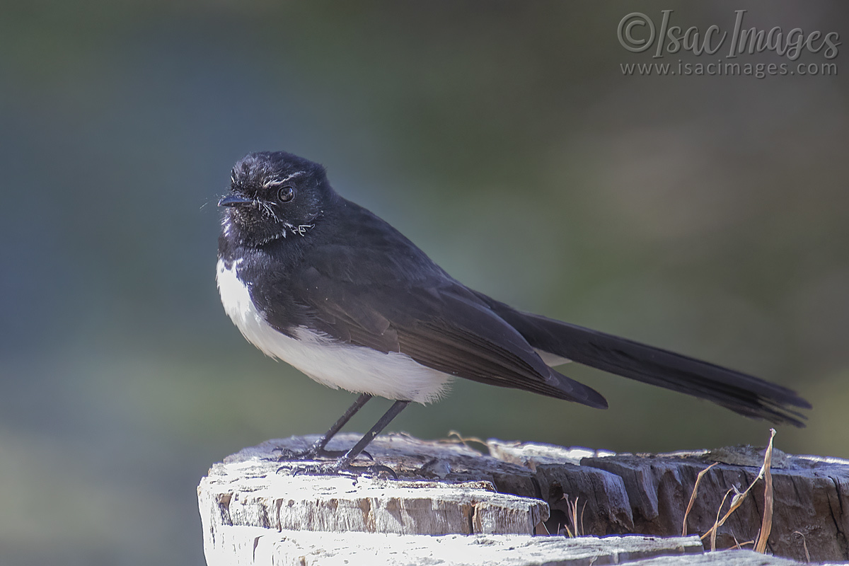 Click image for larger version

Name:	3917-Willie_Wagtail.jpg
Views:	40
Size:	268.9 KB
ID:	505368