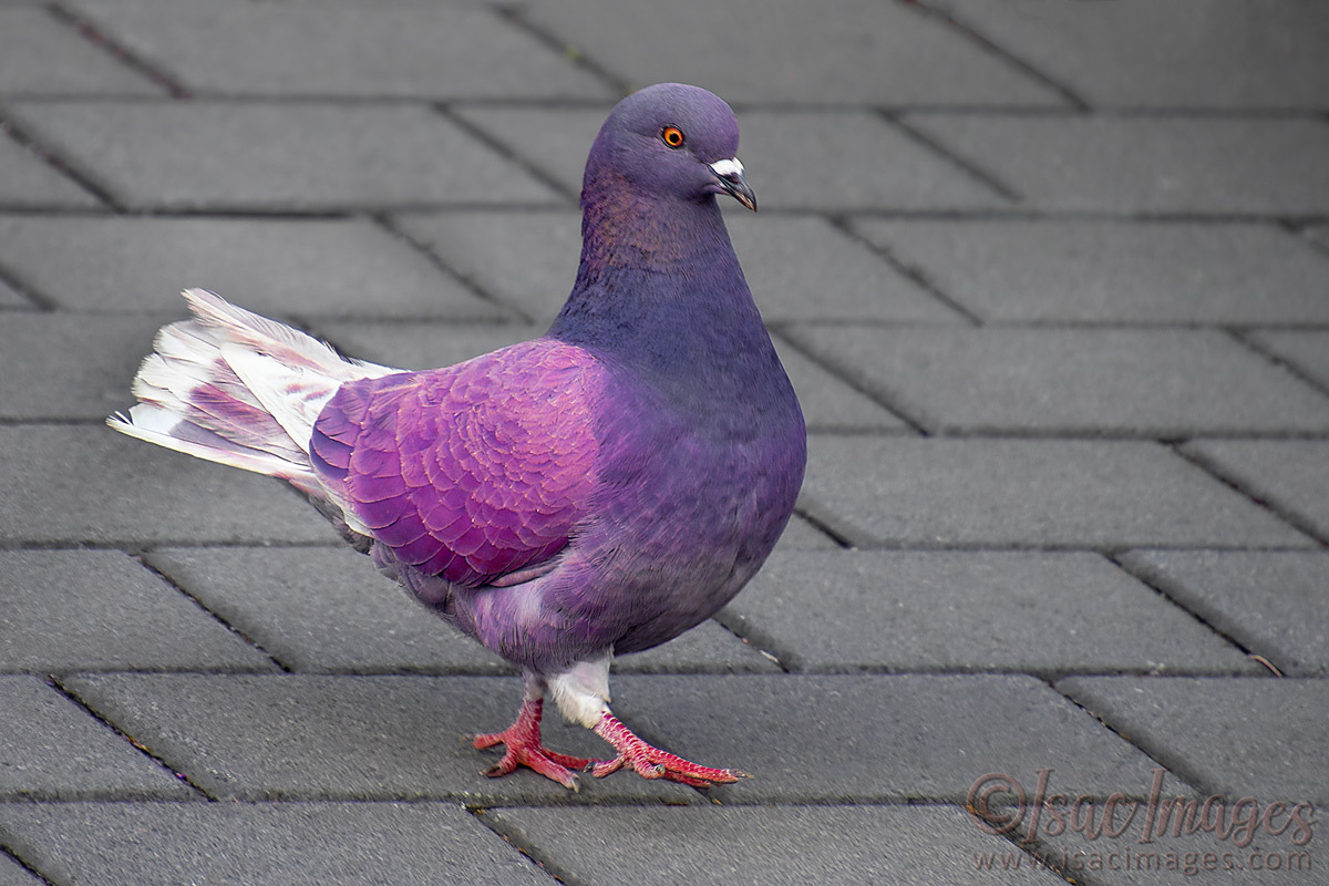 Click image for larger version

Name:	3953-Rock_Dove-Feral_Pigeon_PINK.jpg
Views:	40
Size:	295.8 KB
ID:	505407