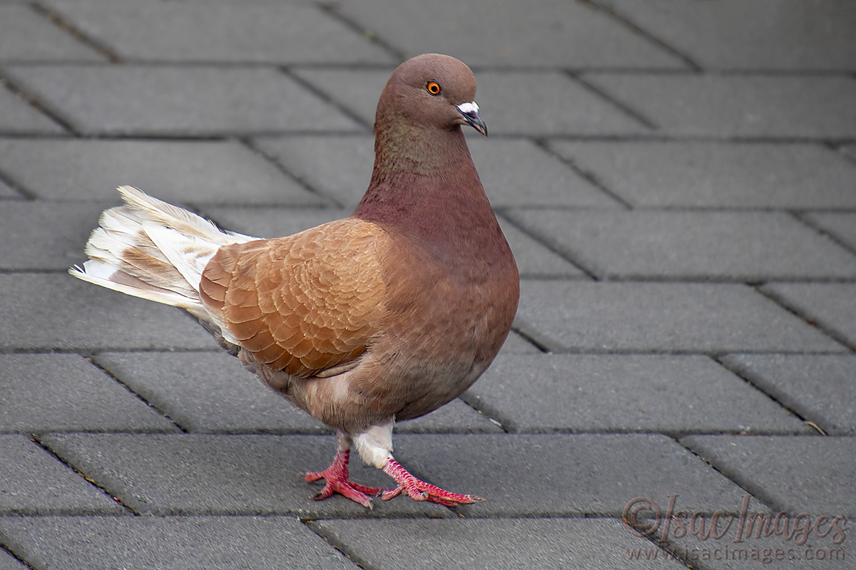 Click image for larger version

Name:	3953-Rock_Dove-Feral_Pigeon.jpg
Views:	31
Size:	288.9 KB
ID:	505408