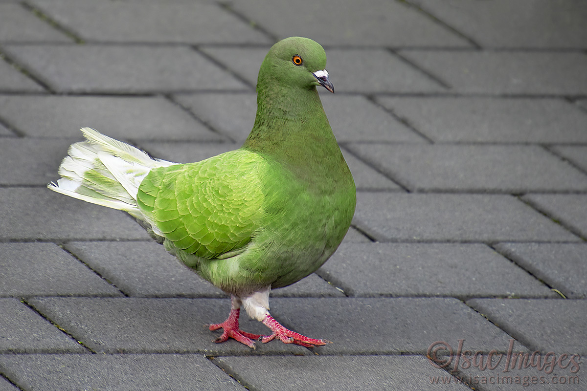 Click image for larger version

Name:	3953-Rock_Dove-Feral_Pigeon_GREEN.jpg
Views:	32
Size:	300.2 KB
ID:	505409