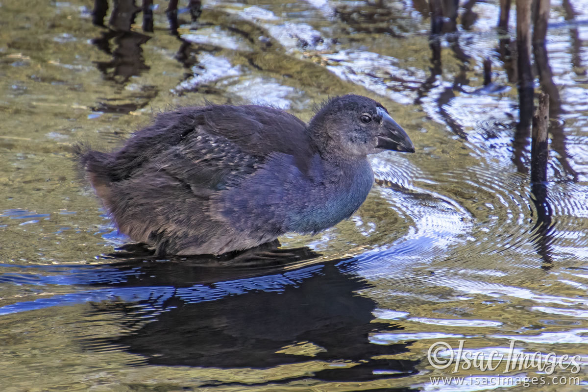 Click image for larger version

Name:	4015-Purple_Swamphen_Juvenile.jpg
Views:	41
Size:	276.9 KB
ID:	505411