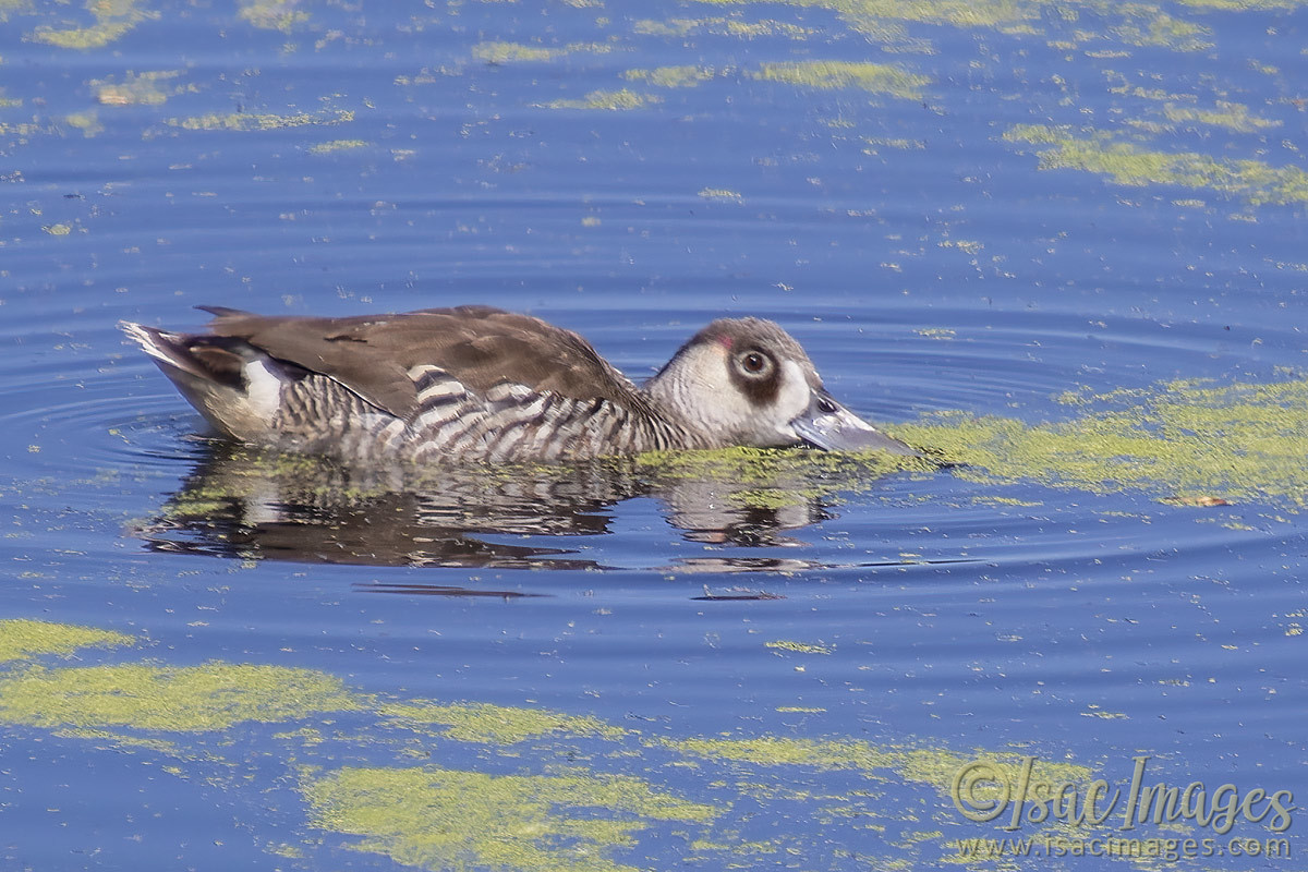 Click image for larger version

Name:	4000-Pink_Eared_Duck_Salad.jpg
Views:	42
Size:	291.2 KB
ID:	505413
