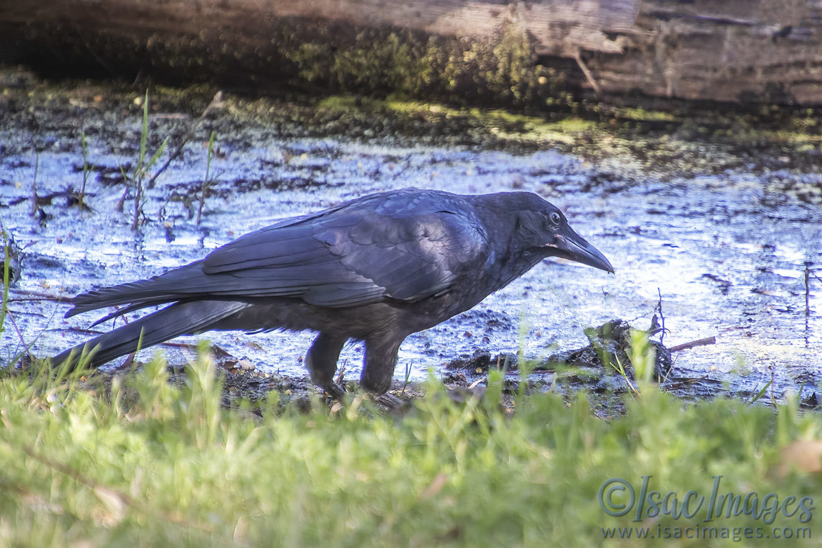 Click image for larger version  Name:	4059-Juvenile_Australian_Raven.jpg Views:	0 Size:	281.5 KB ID:	505451