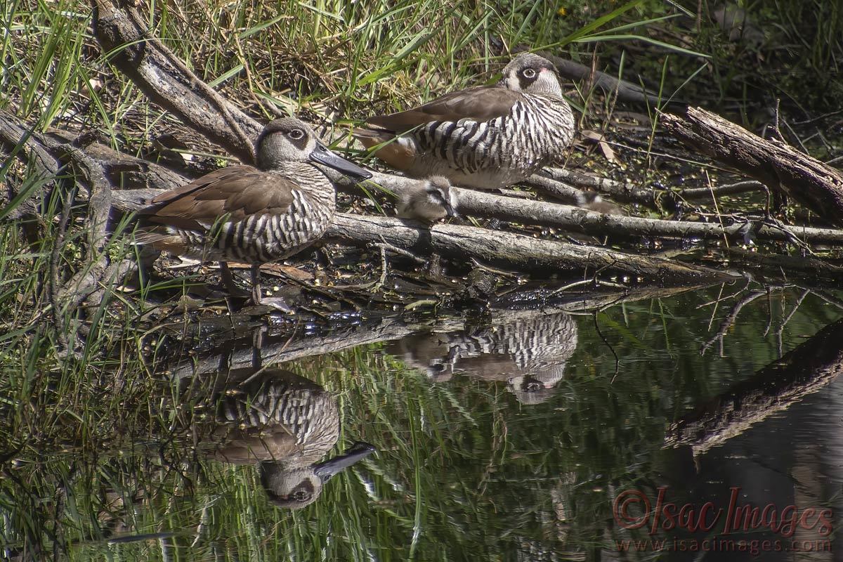 Click image for larger version  Name:	4037-Pink_Eared_Ducks_Reflection.jpg Views:	10 Size:	266.4 KB ID:	505453